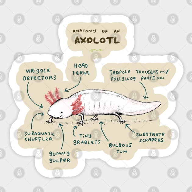 Anatomy of an Axolotl Sticker by Sophie Corrigan